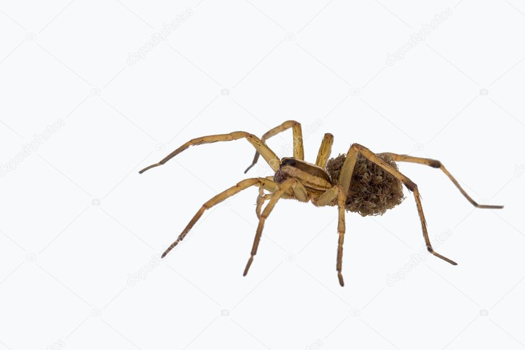 Female wolf spider carrying young