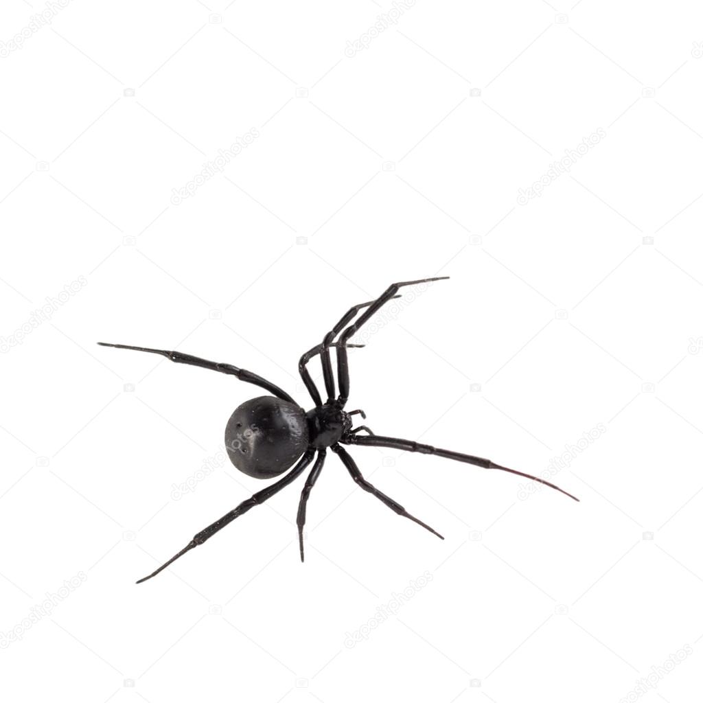 Female Black widow spider close up