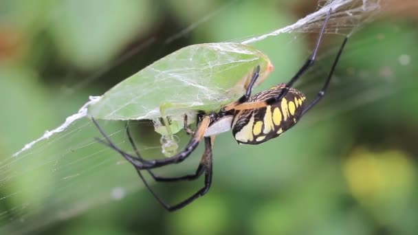 Gelbe und schwarze Argiopenspinne aus nächster Nähe — Stockvideo