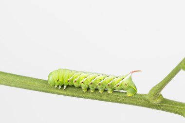 Tütün hornworm yakın çekim