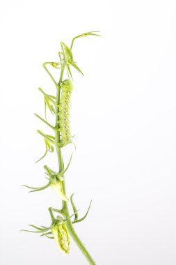 Tütün hornworm Manduca sexta