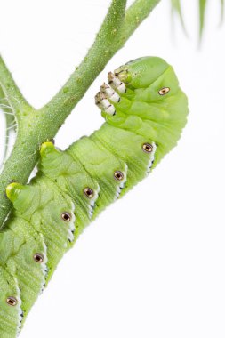 Tütün hornworm yakın çekim