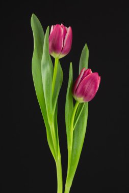 Siyah arkaplanda pembe laleler.