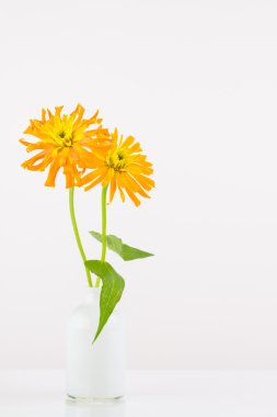 Vazoda turuncu zinnia çiçekler