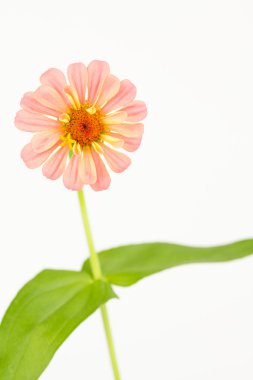 Taze kesilmiş pembe zinnia