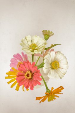Yukarıdan bir vazoda Zinnia çiçekler