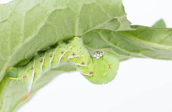 Καπνός hornworm σε φύλλο — Φωτογραφία Αρχείου