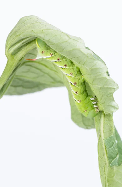 Dohány hornworm étkezési paradicsom leaf — Stock Fotó