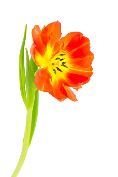 Laranja Tulipa isolado no branco — Fotografia de Stock