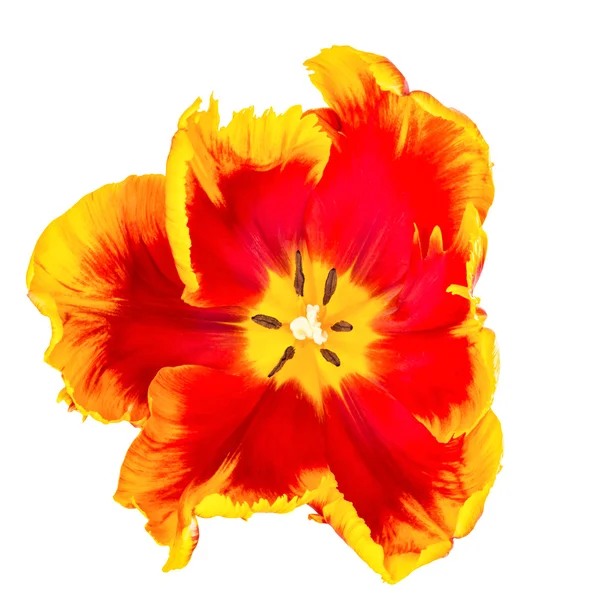 Tulpen Übersicht auf weiß — Stockfoto