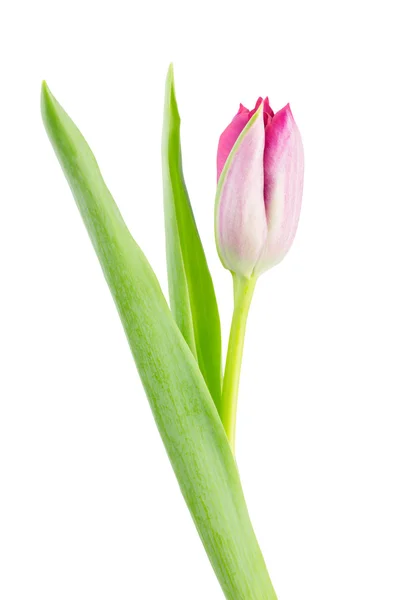 Tulipa rosa isolado no branco — Fotografia de Stock