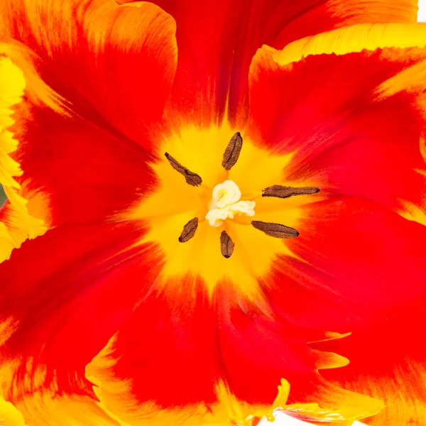 Close up of tulip center