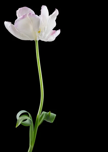 Papegoja tulip isolerade på svart — Stockfoto