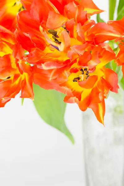 Dvojité oranžové a žluté tulipány — Stock fotografie
