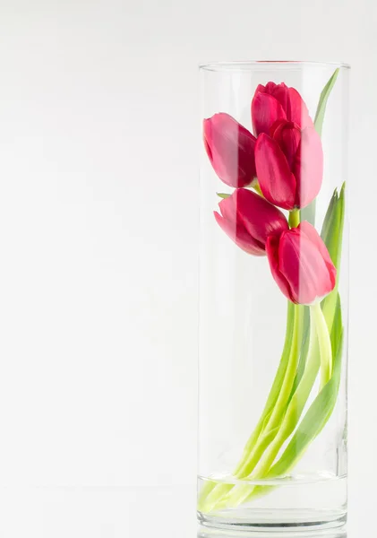 Red tulips in glass vase — Stock Photo, Image