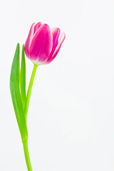 Enda rosa och vit tulip — Stockfoto