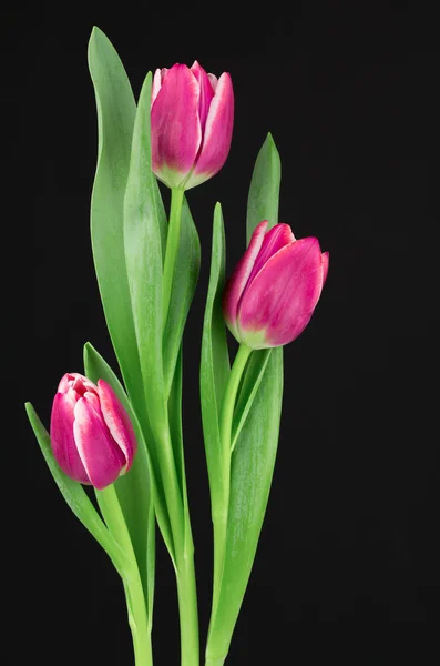 Tulipas vivas rosa e branca — Fotografia de Stock