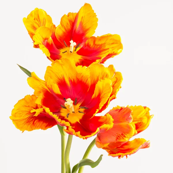 Оранжевый и желтый тюльпаны — стоковое фото