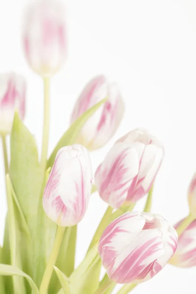 Тюльпани з зів'ялими кольорами — стокове фото