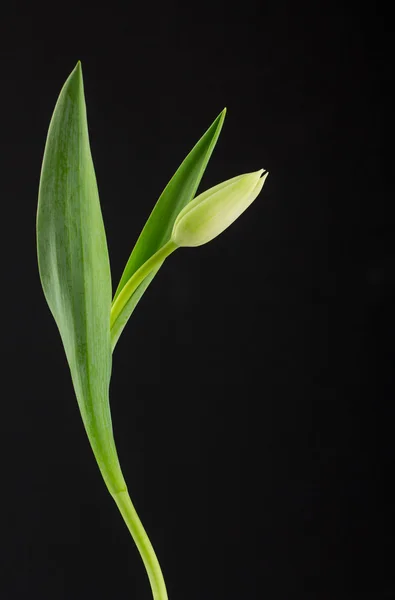 Gelbe Tulpe auf schwarzem Hintergrund — Stockfoto