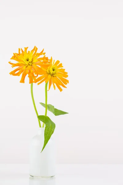 Помаранчеві квіти цинії у вазі — стокове фото