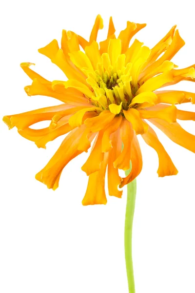 Flor de Zinnia cortada en blanco — Foto de Stock