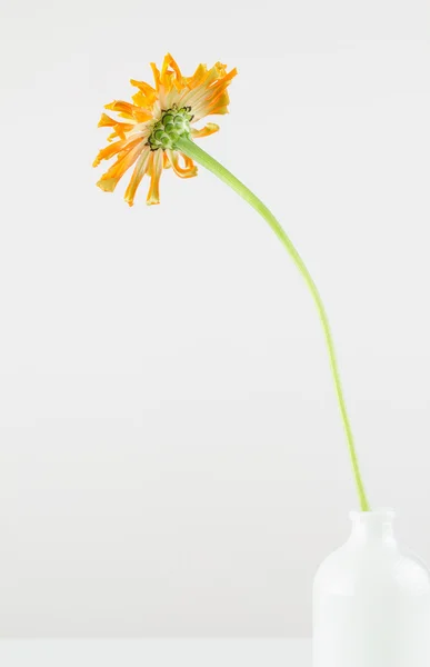 Minimalistisches Einzelgesteck in der Vase — Stockfoto