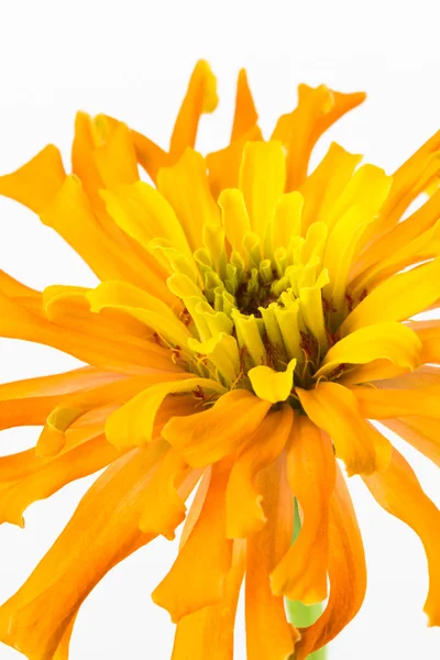 Bliska Cynia żółty kwiat — Zdjęcie stockowe