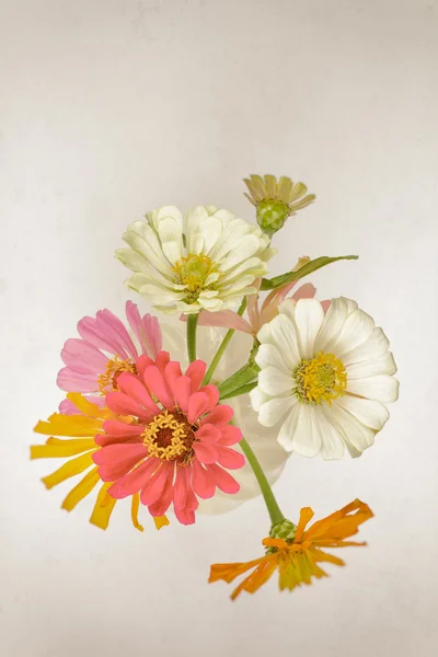 Zinnia-Blüten in einer Vase von oben — Stockfoto