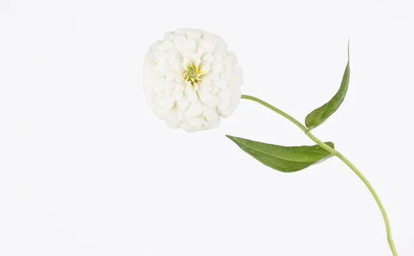 Květ bílý cínie zblízka — Stock fotografie