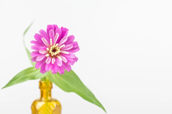 Roze zinnia bloem in gele vaas — Stockfoto