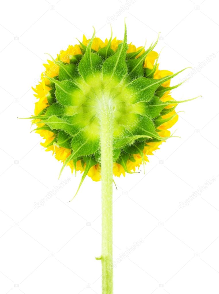 Underside of sunflower