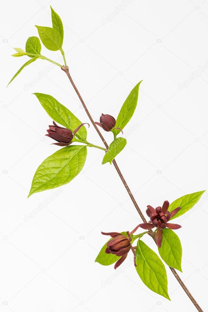 Carolina Sweetshrub branch