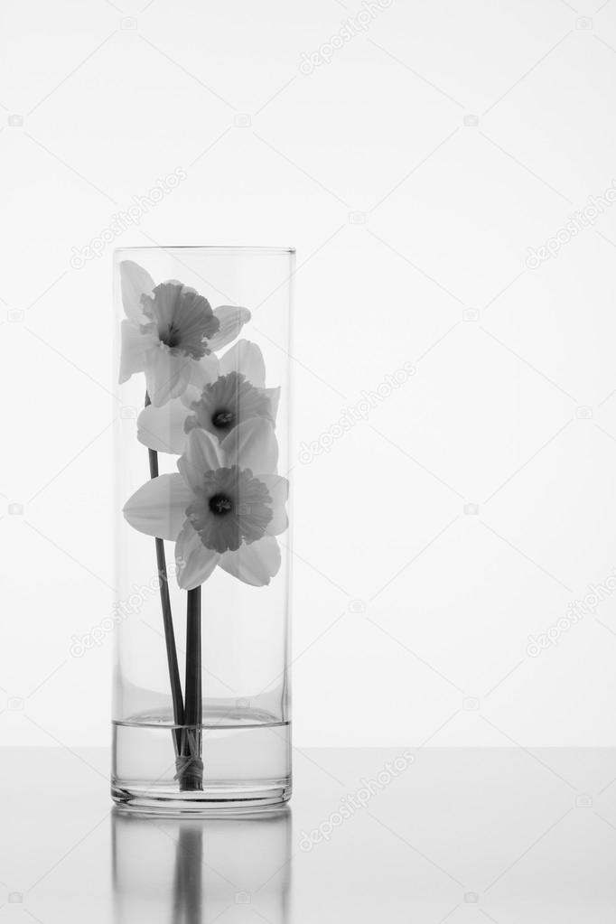 Daffodils in a vase in grayscale