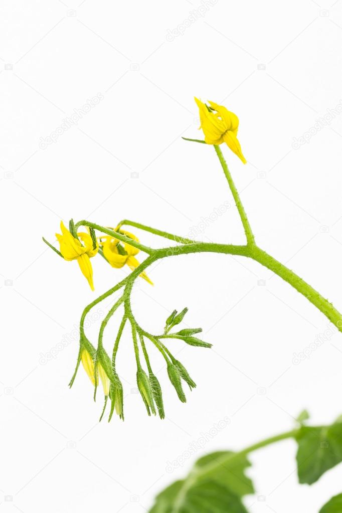 Yellow tomato flower cluster