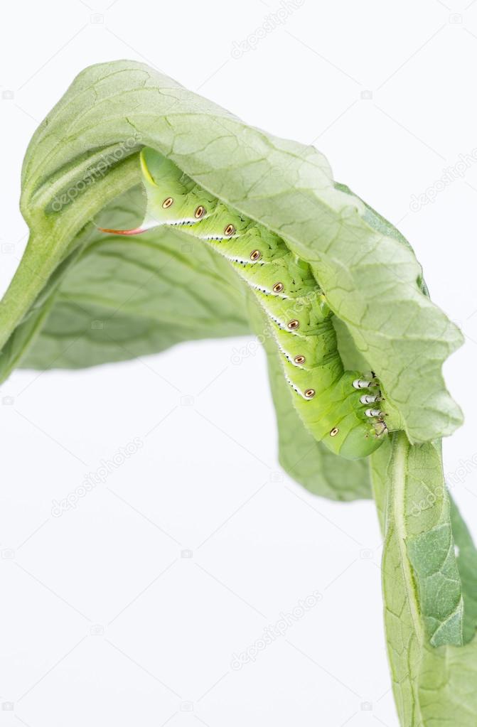 tobacco hornworm eating tomato leaf