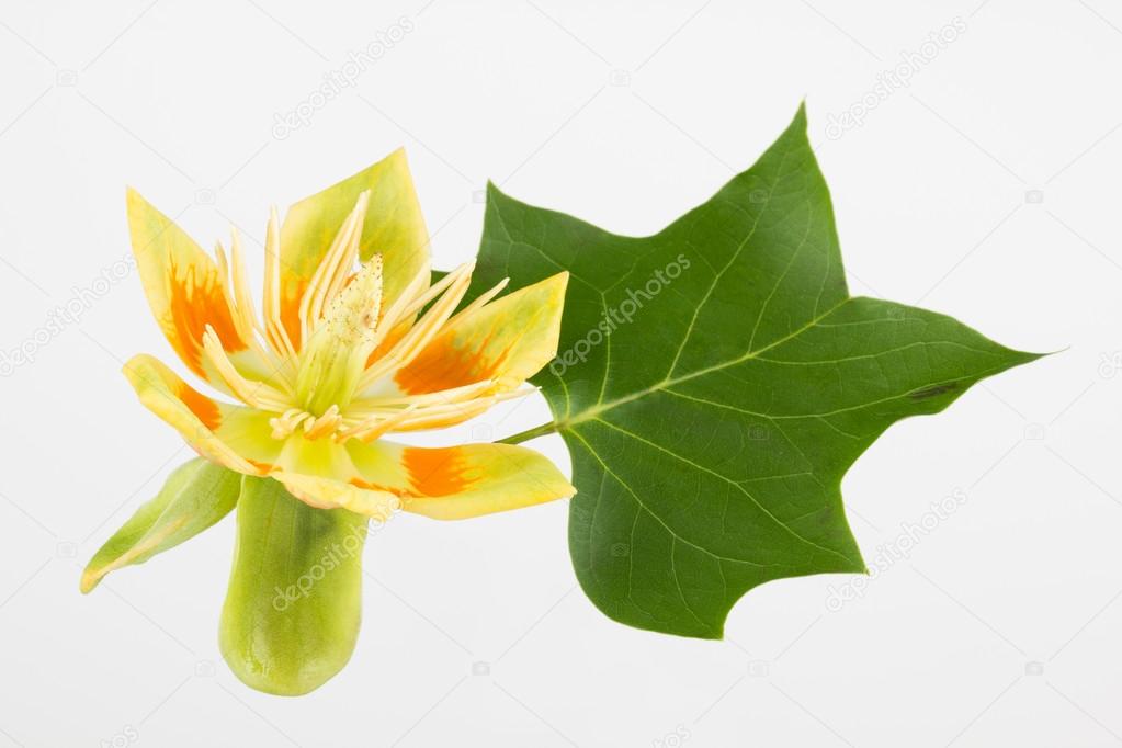 Tulip tree flower and leaf