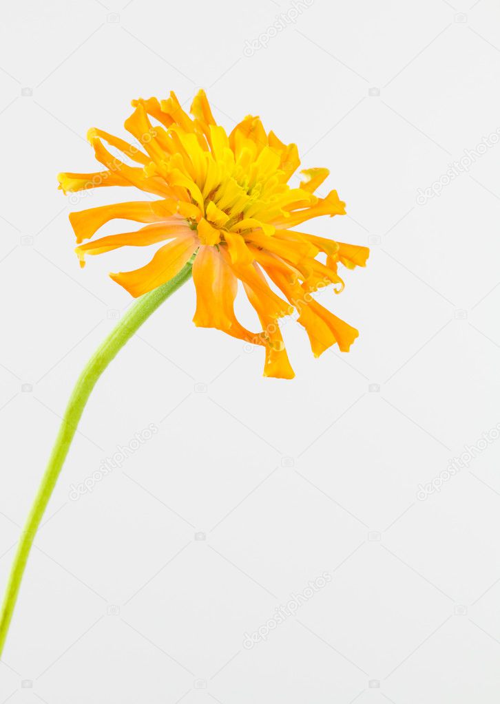 Yellow-orange zinnia flower close up