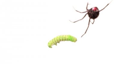 Kadın kara dul larva korur