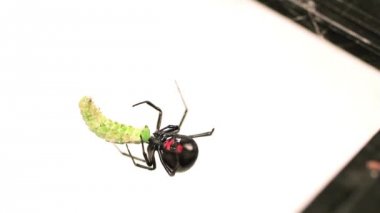 Yemek korkmuş kadın siyah dul kadın.