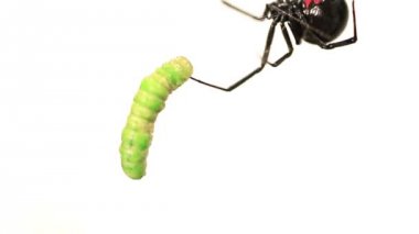 Kara dul örümceği dikkatle gıda için verir