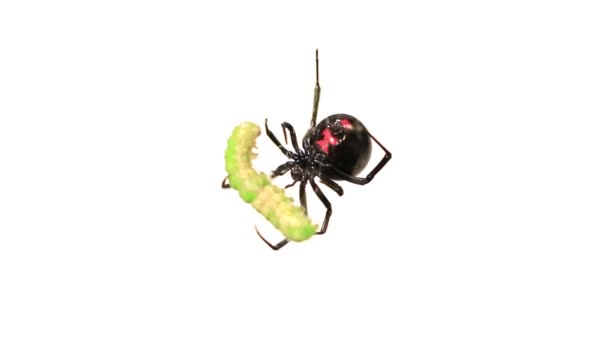 Fekete özvegy pók, az ő élelmiszer-