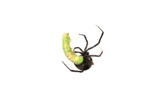 Female spider harvests her food — Stock Video