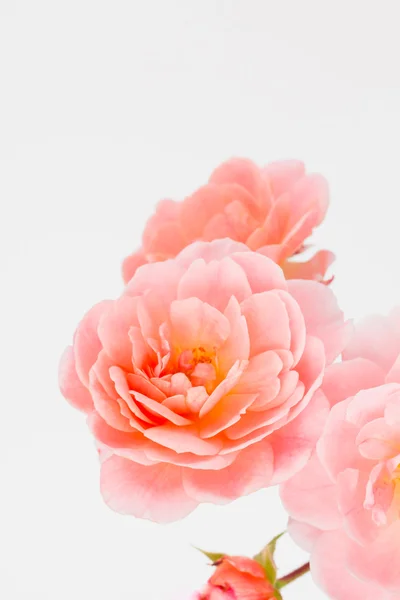 Peach pink garden rose cluster — Stock Photo, Image