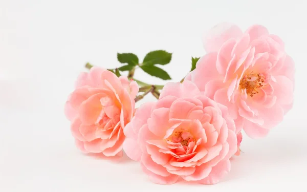 Pfirsich rosa Garten Rose Cluster — Stockfoto