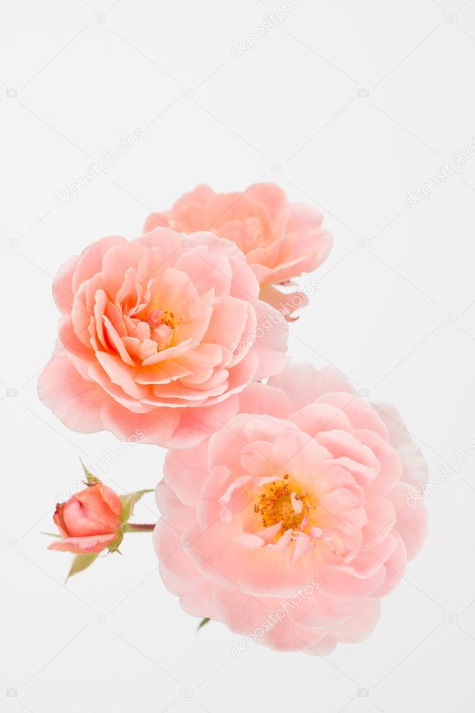 Peach pink garden rose cluster