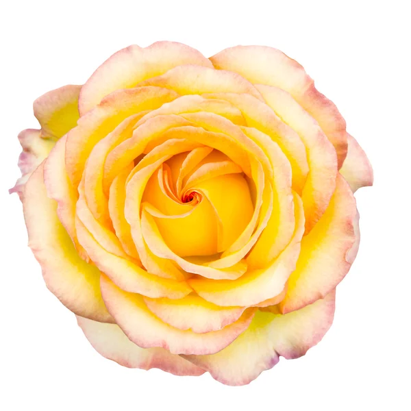 Yellow rose with blush tips on white — Stock Photo, Image