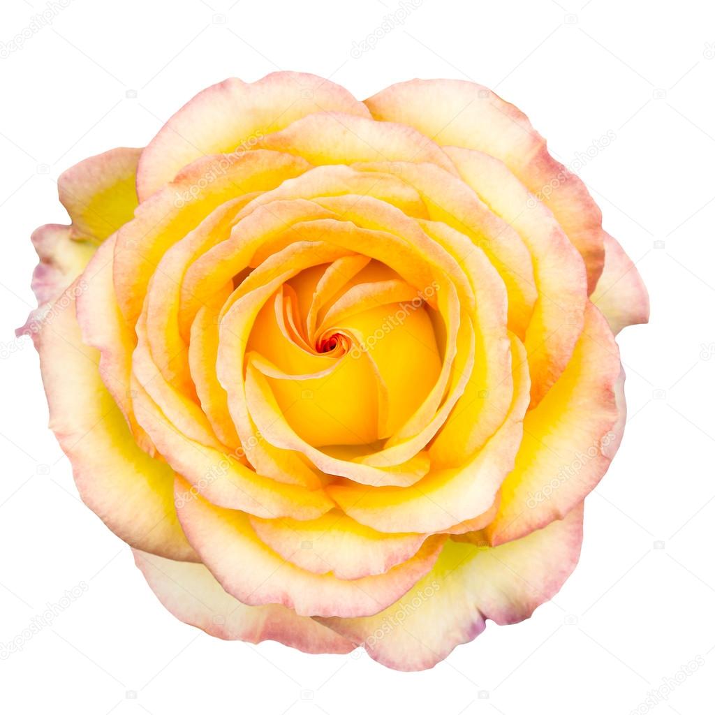 Yellow rose with blush tips on white