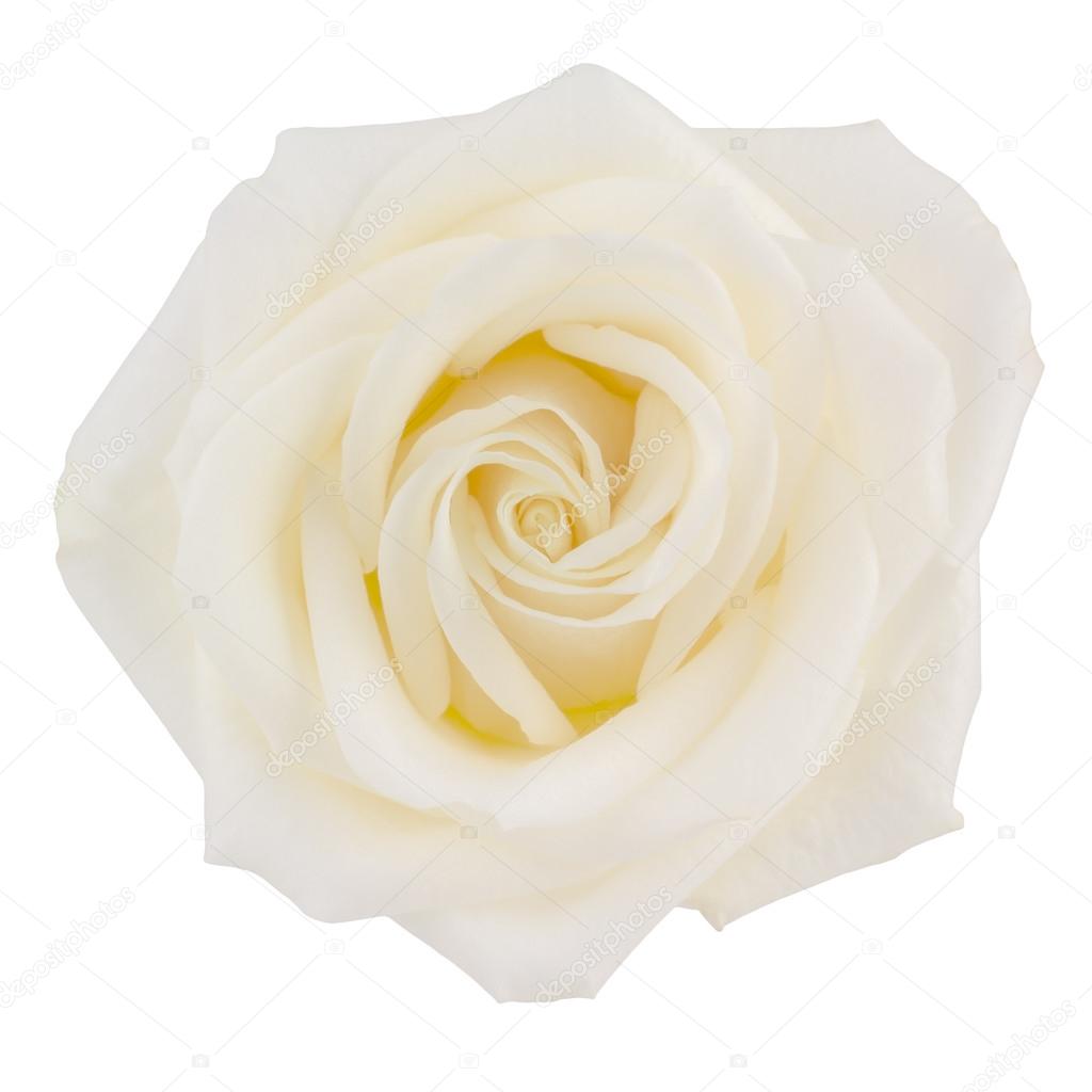 Creamy yellow tea rose isolated on white