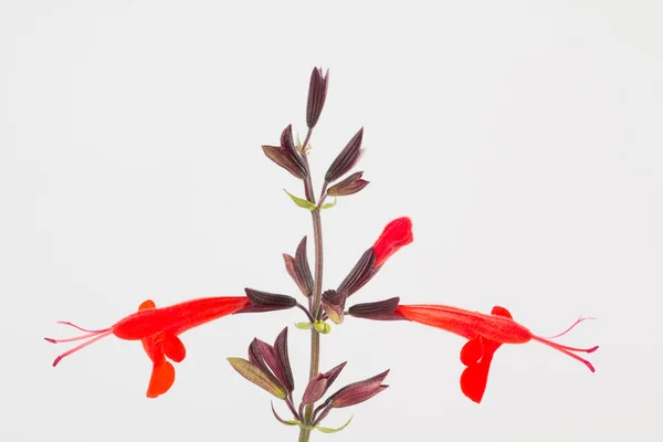 Salvia coccinea «Η κυρία με κόκκινο» λουλούδι συμπλέγματος — Φωτογραφία Αρχείου